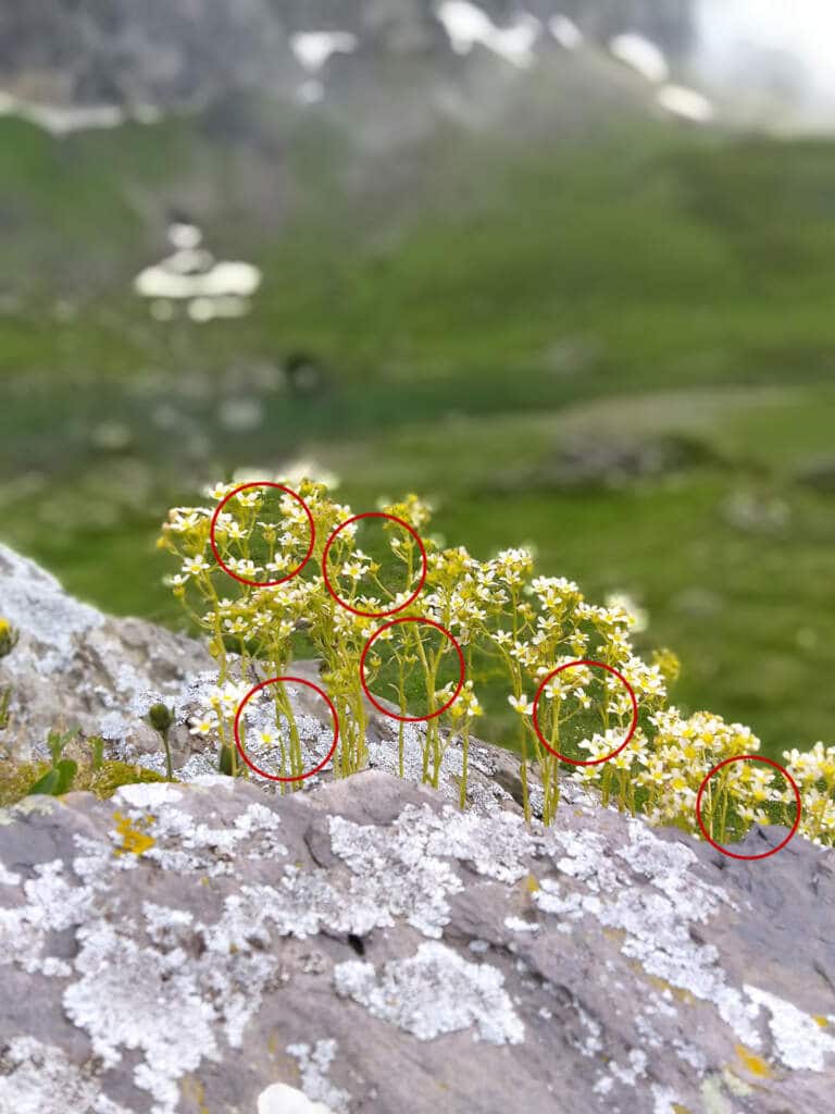 Nokia 4.2 Test/Review Kamera Tiefenunschärfe